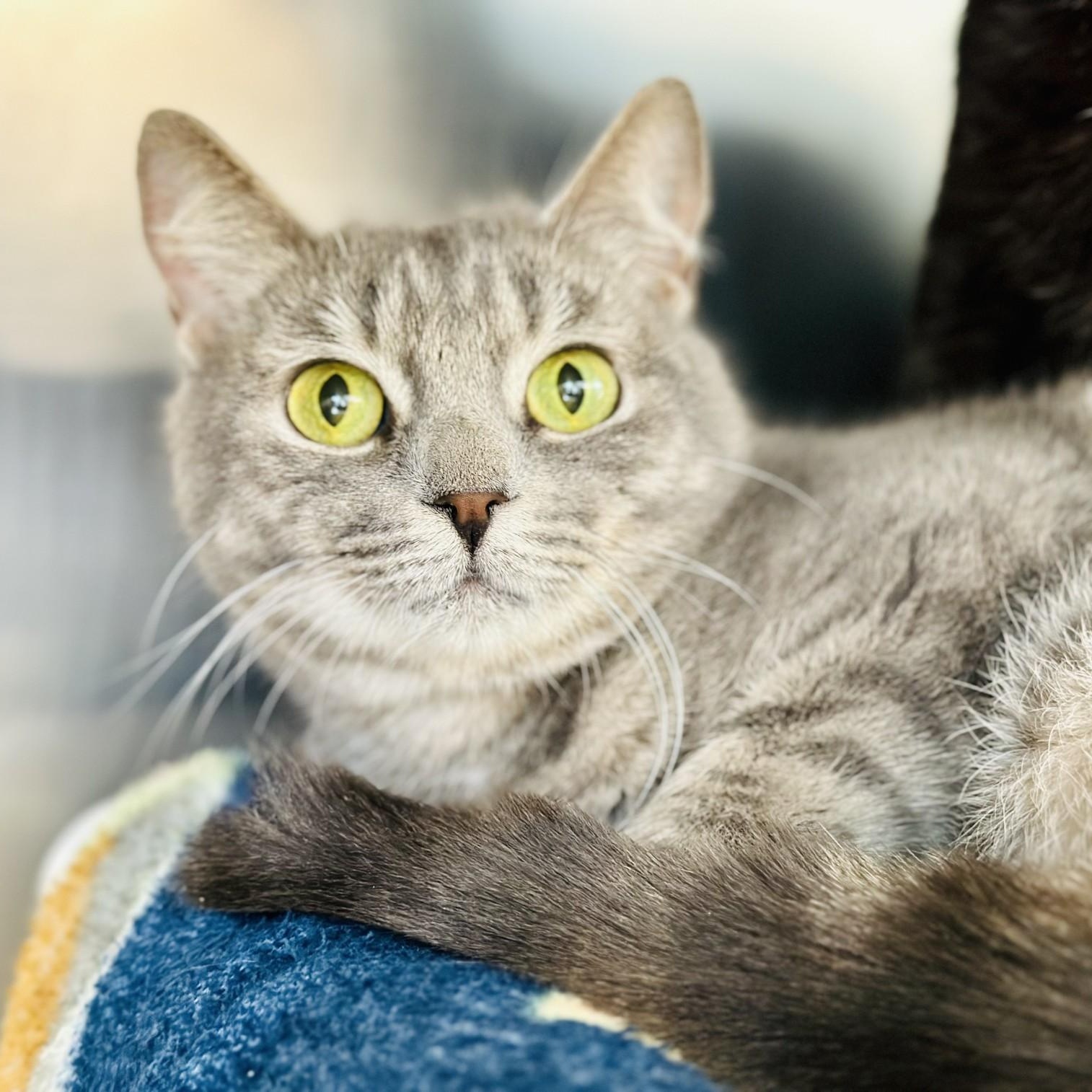 Enlarge Starling , a ADOPTABLE Domestic Short Hair in Jackson, NJ image 2/2