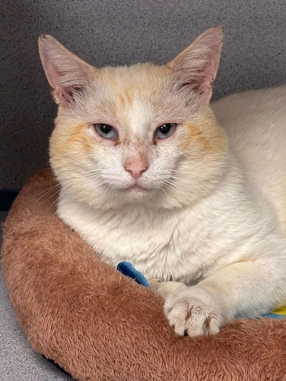 Max, Adoptable, Adult Male Siamese.