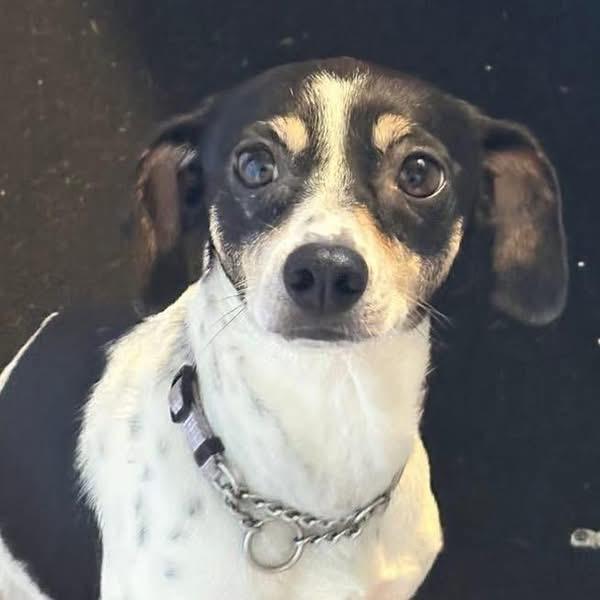 Jolene, a ADOPTABLE mixed breed in Eugene, OR image 2/3