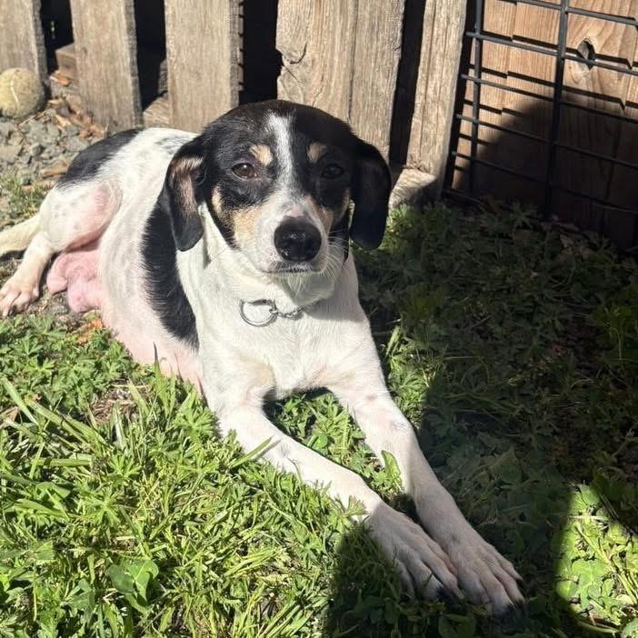 Jolene, a ADOPTABLE mixed breed in Eugene, OR image 3/3