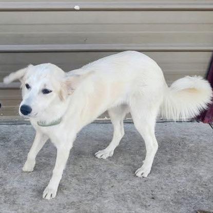 Cherie, adopted, Young Female Border Collie & Great Pyrenees.
