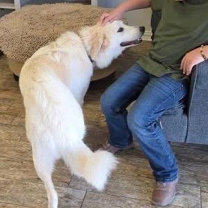 Enlarge Cherie, an adopted mixed breed in Ennis, TX image 2/3