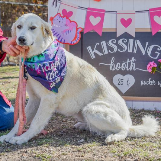 Enlarge Cherie, an adopted mixed breed in Ennis, TX image 3/3