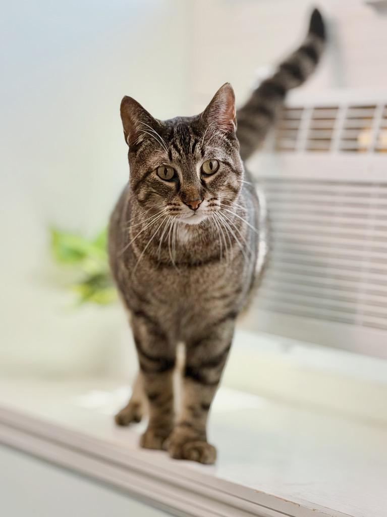 Tigger, a Adoptable mixed breed in Peru, NY image 2/5