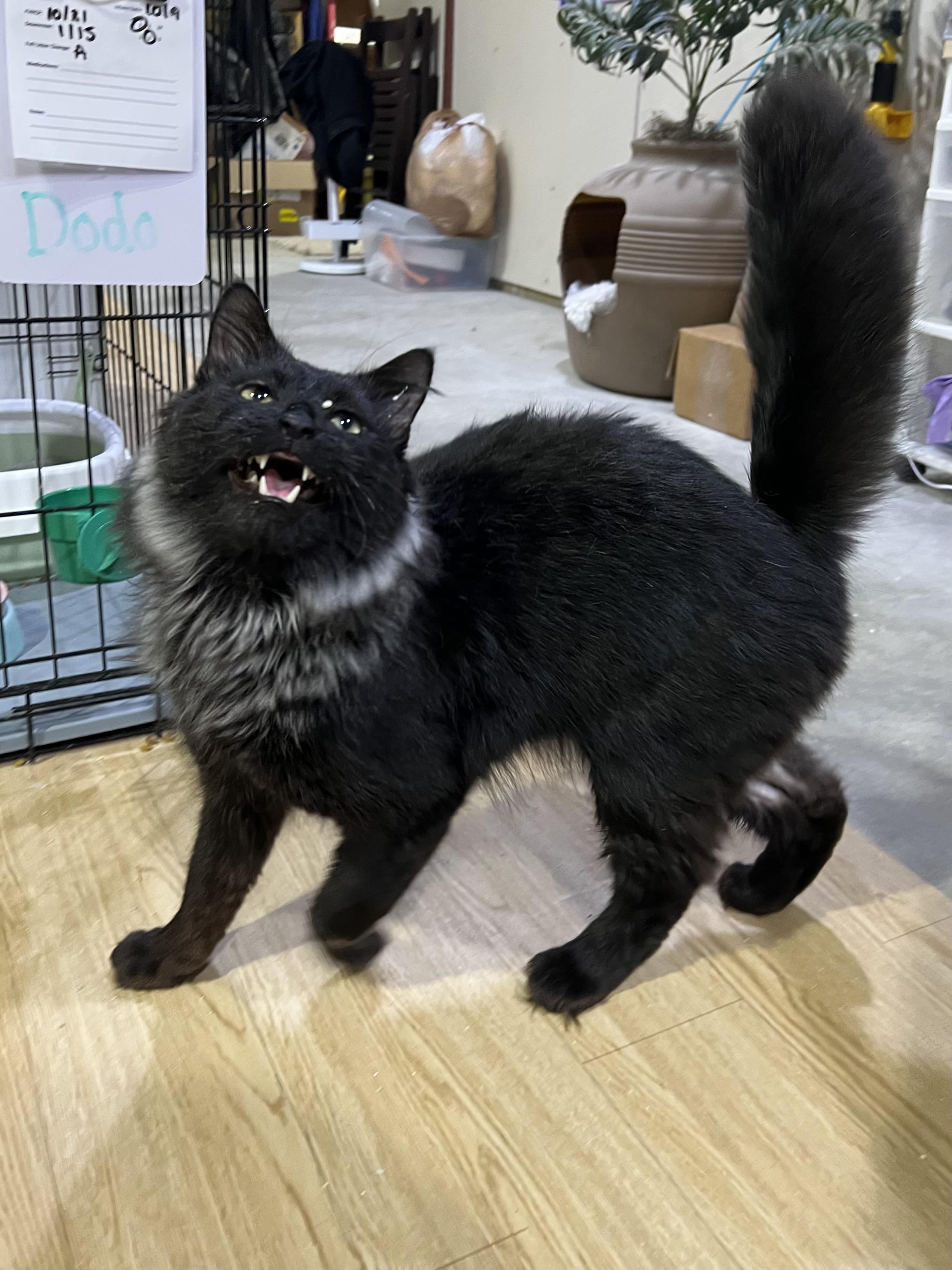 Enlarge Dodo, a Adoptable Domestic Long Hair in Brentwood, NH image 1/4