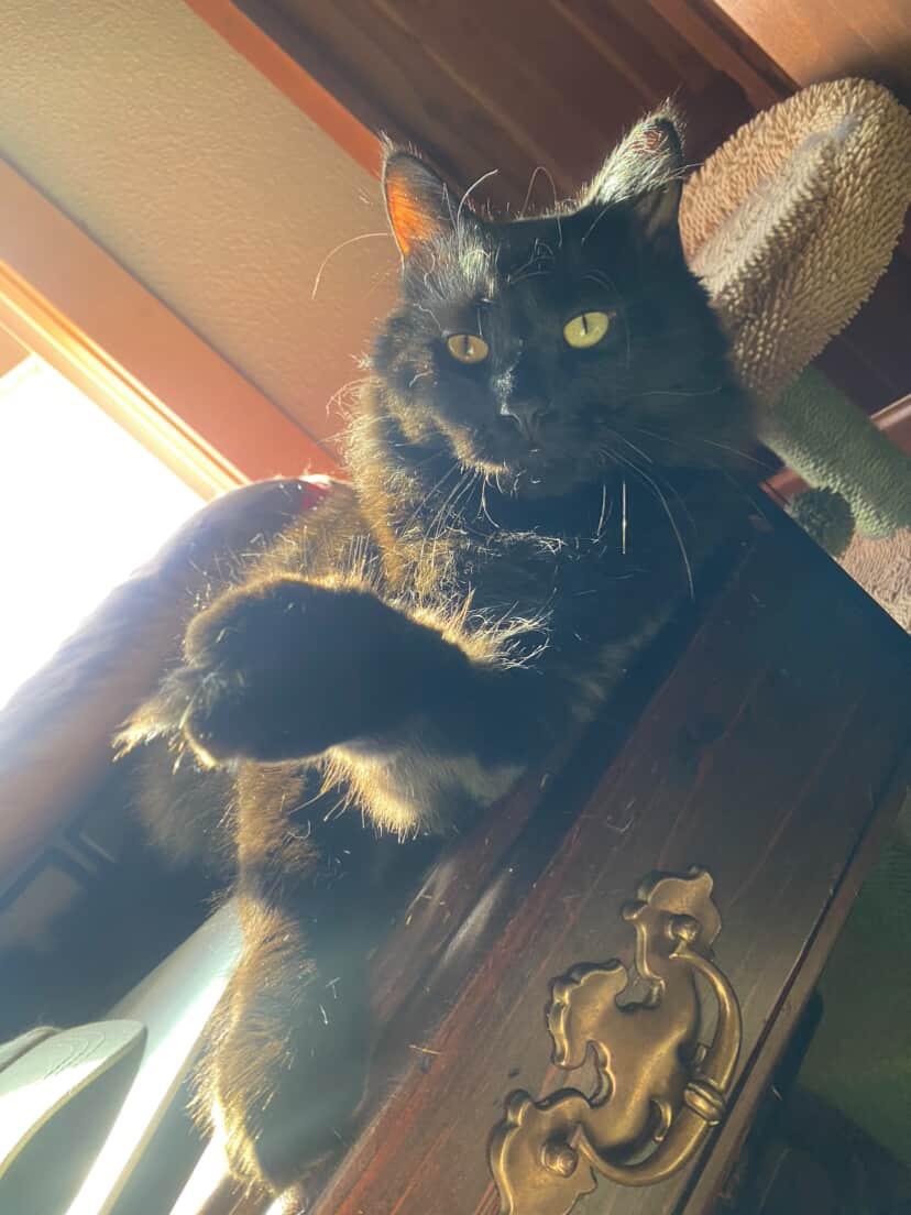 Enlarge Dodo, a Adoptable Domestic Long Hair in Brentwood, NH image 2/4