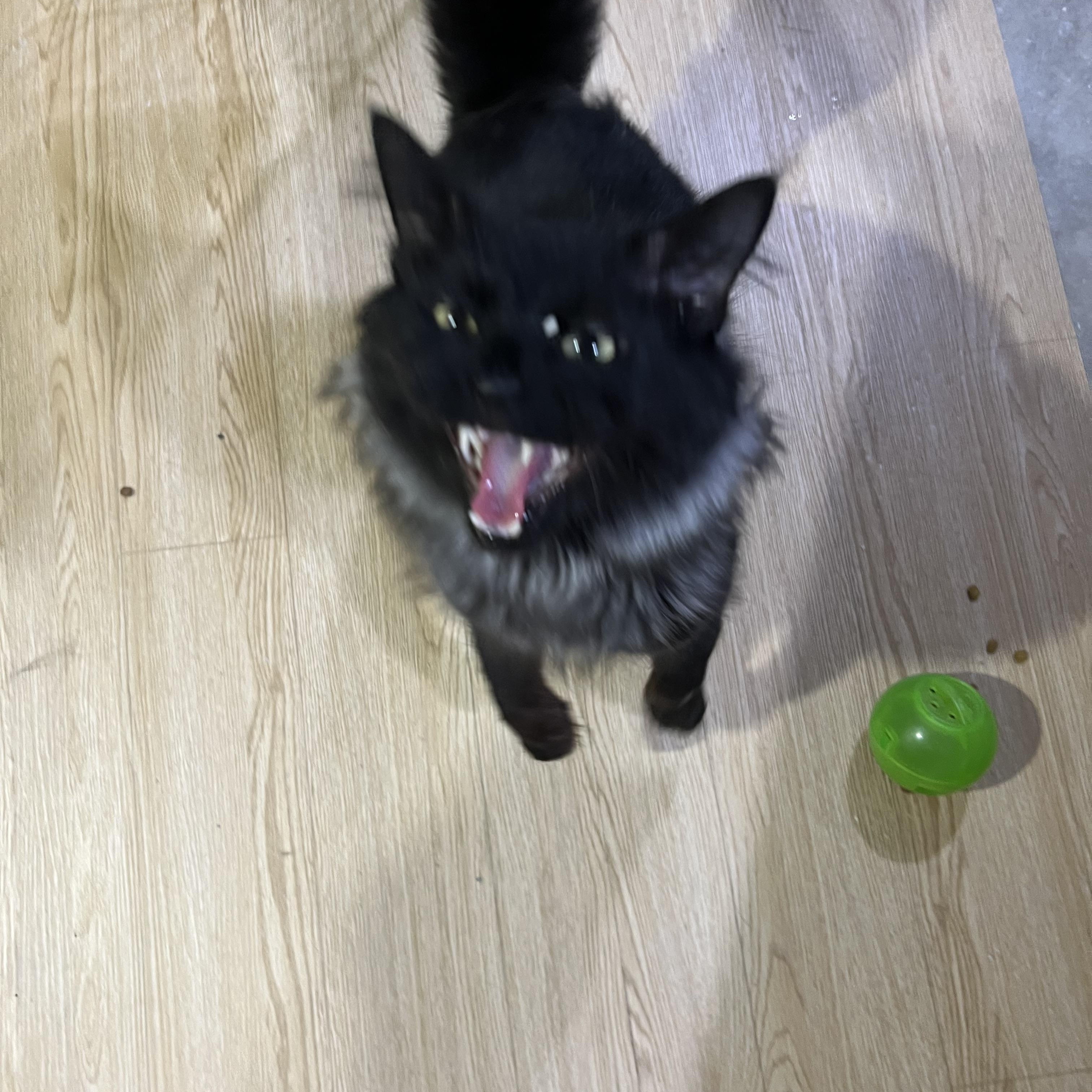 Enlarge Dodo, a Adoptable Domestic Long Hair in Brentwood, NH image 3/4