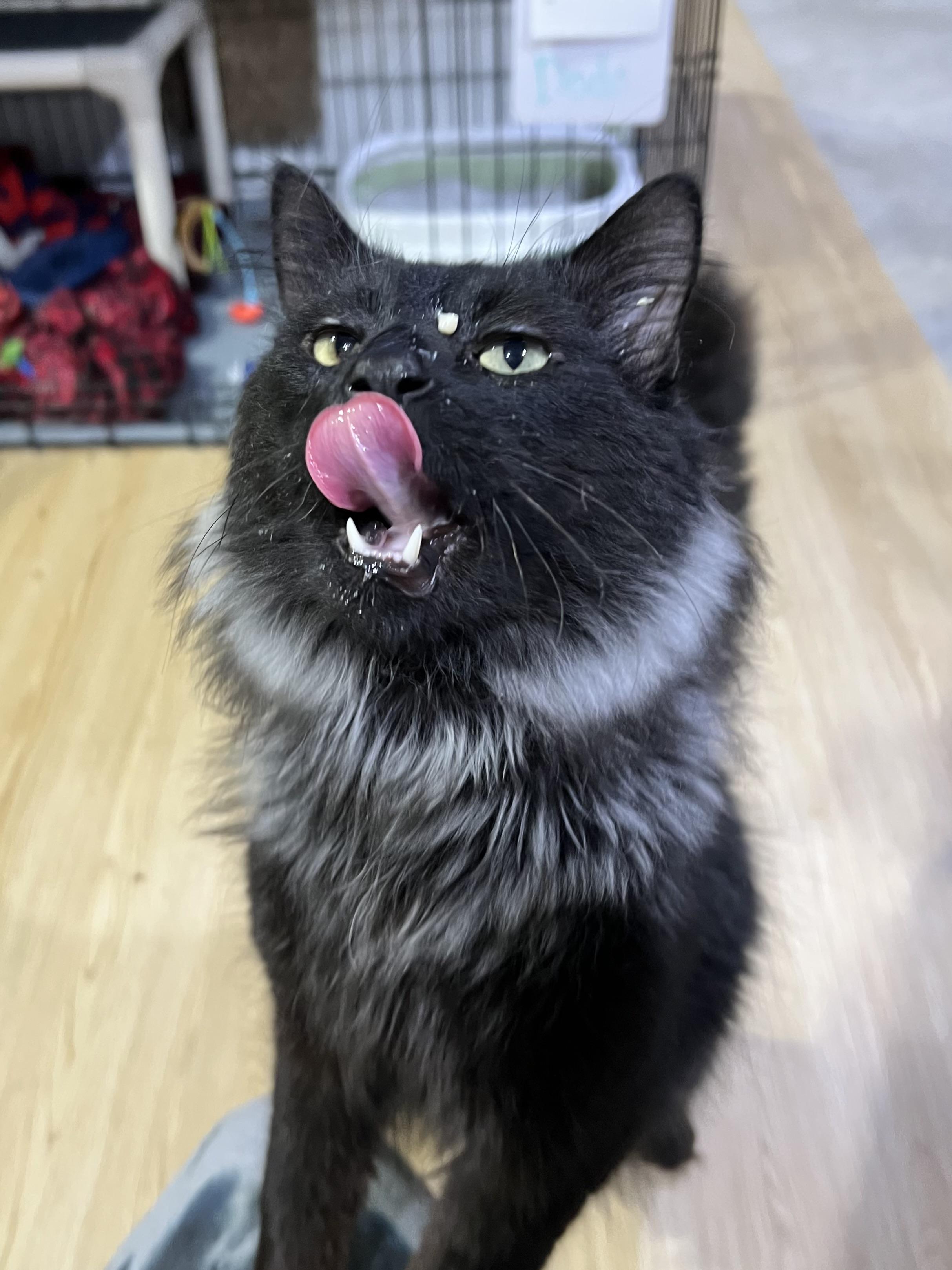Enlarge Dodo, a Adoptable Domestic Long Hair in Brentwood, NH image 4/4