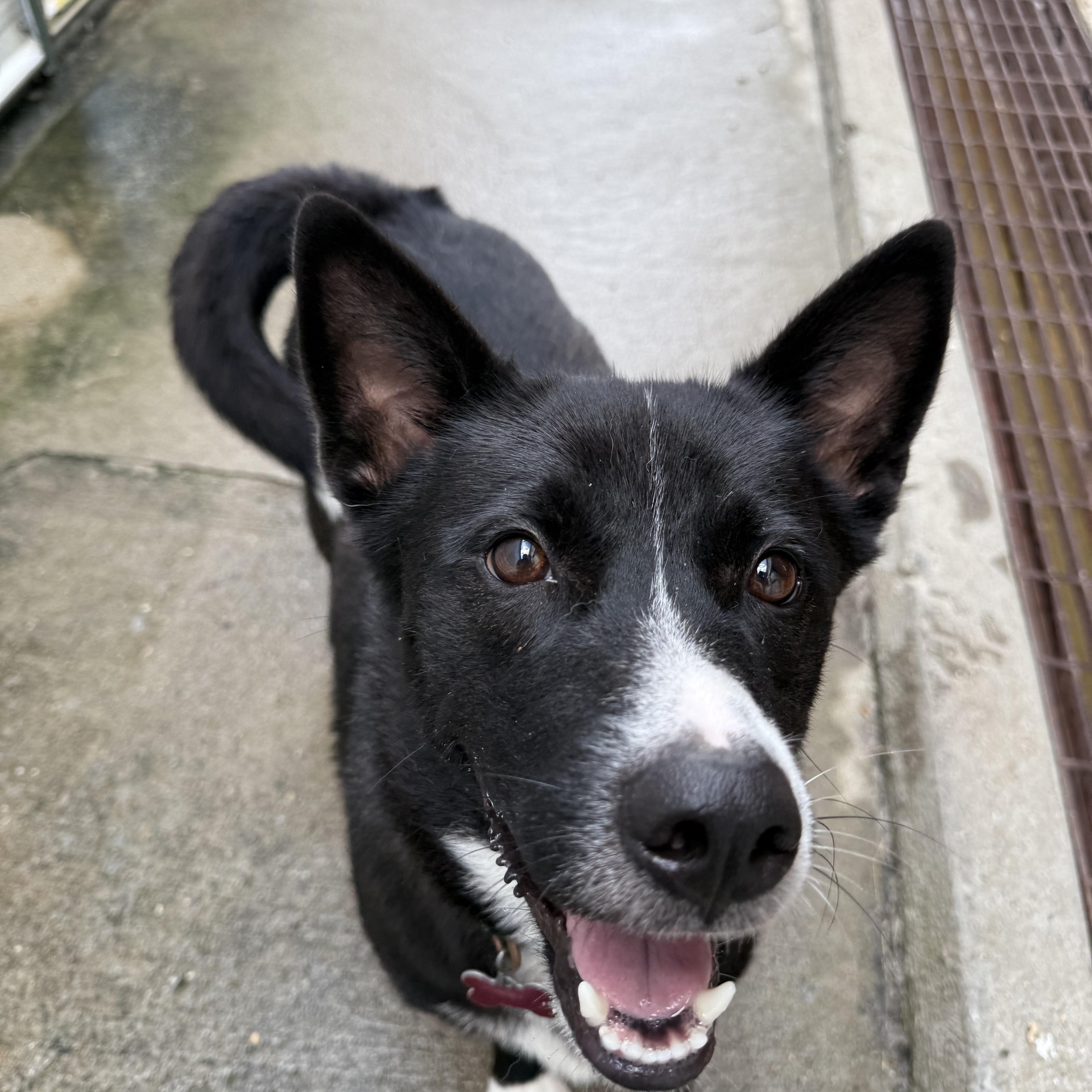Enlarge Salem, a Adoptable mixed breed in Lewisburg, TN image 1/5