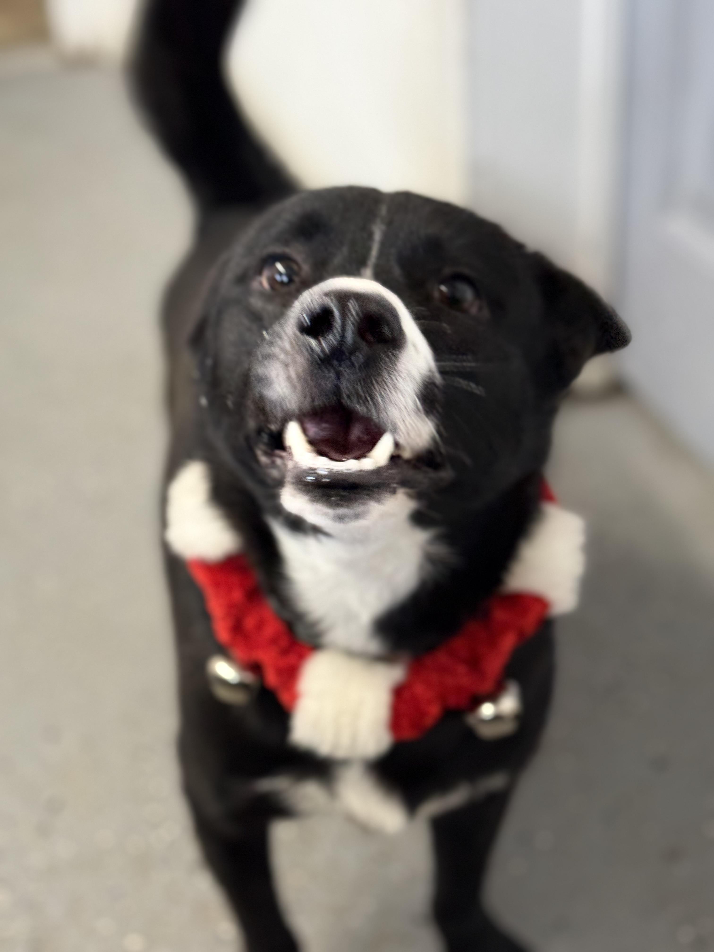 Enlarge Salem, a Adoptable mixed breed in Lewisburg, TN image 2/5