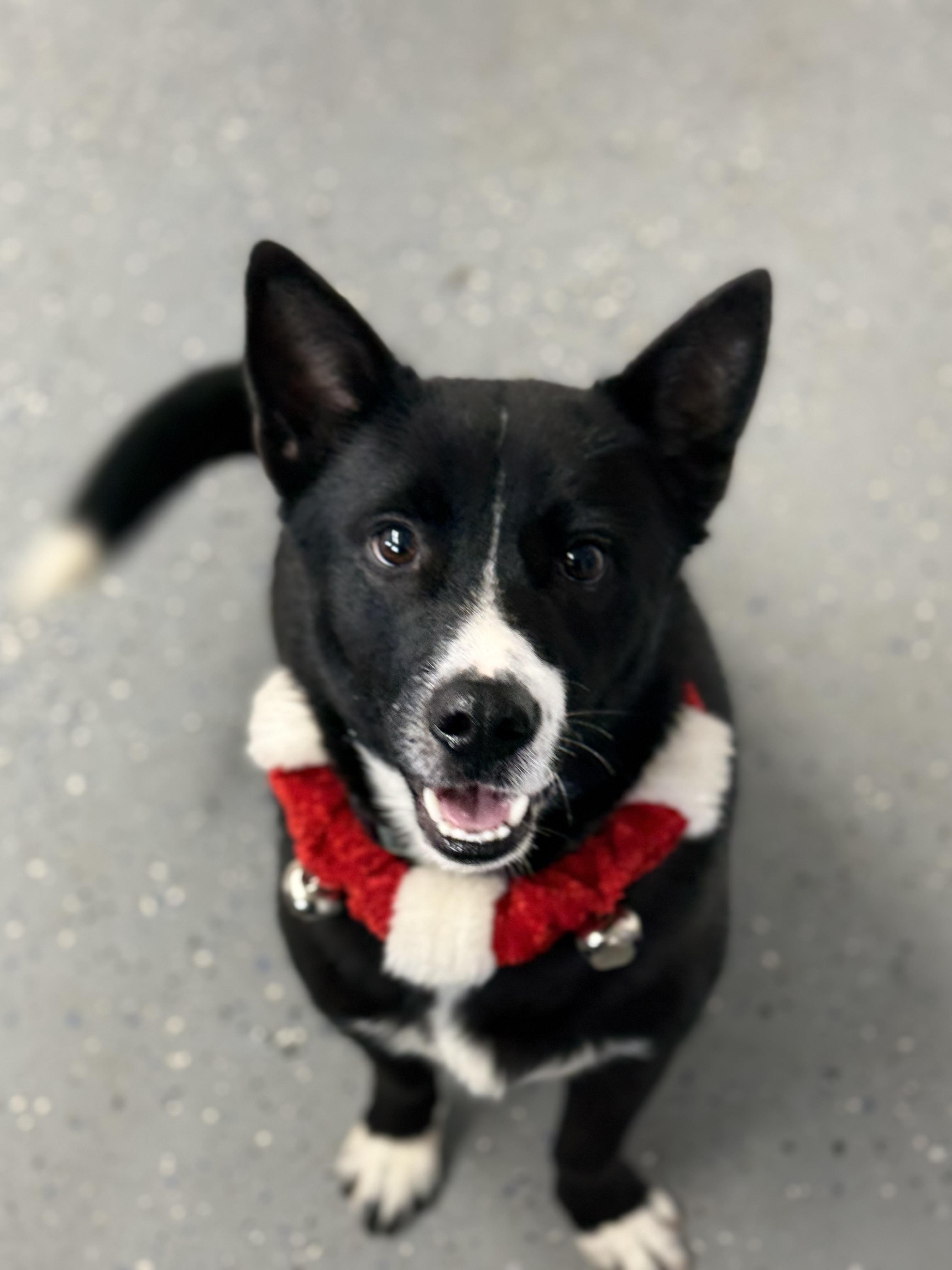 Enlarge Salem, a Adoptable mixed breed in Lewisburg, TN image 3/5