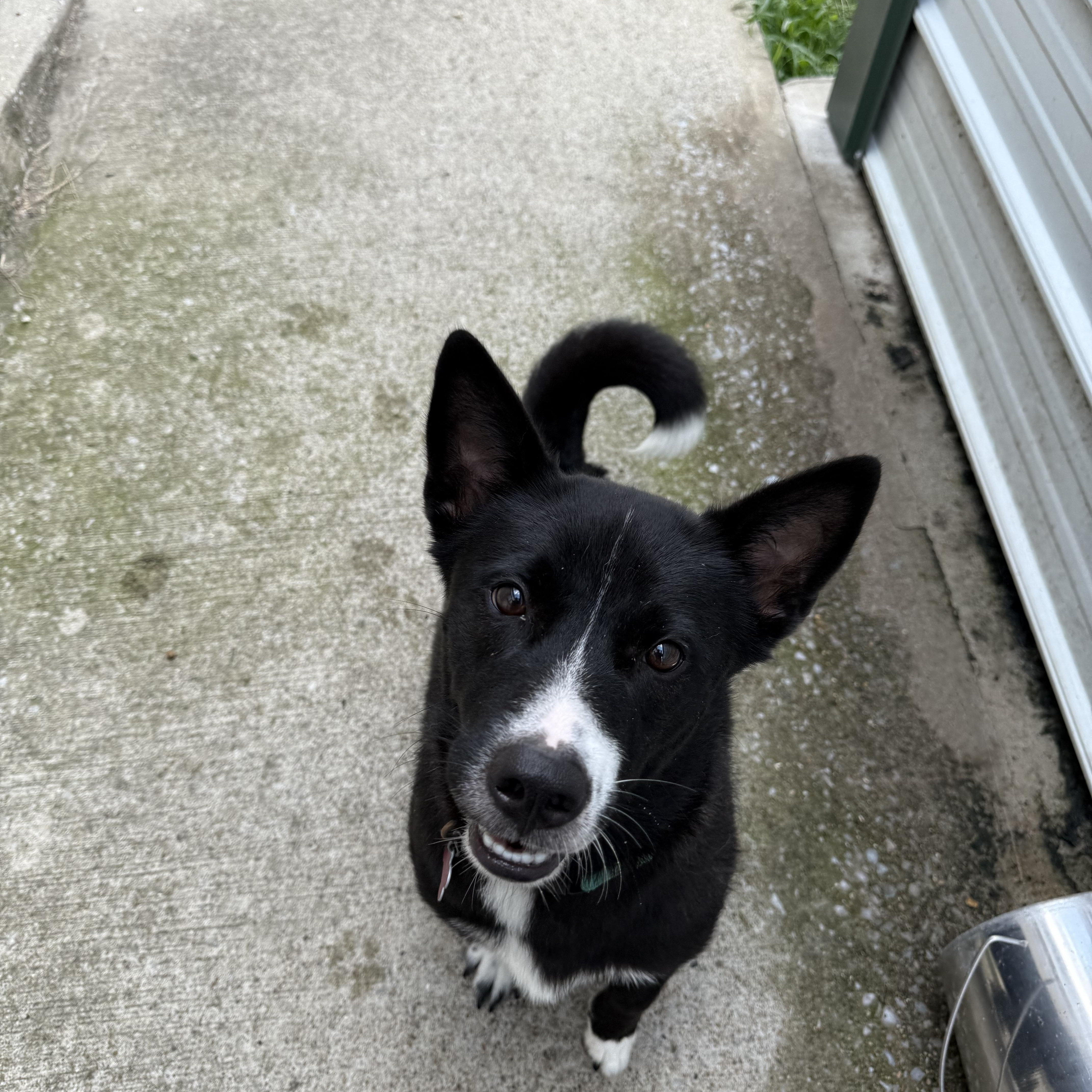 Enlarge Salem, a Adoptable mixed breed in Lewisburg, TN image 4/5