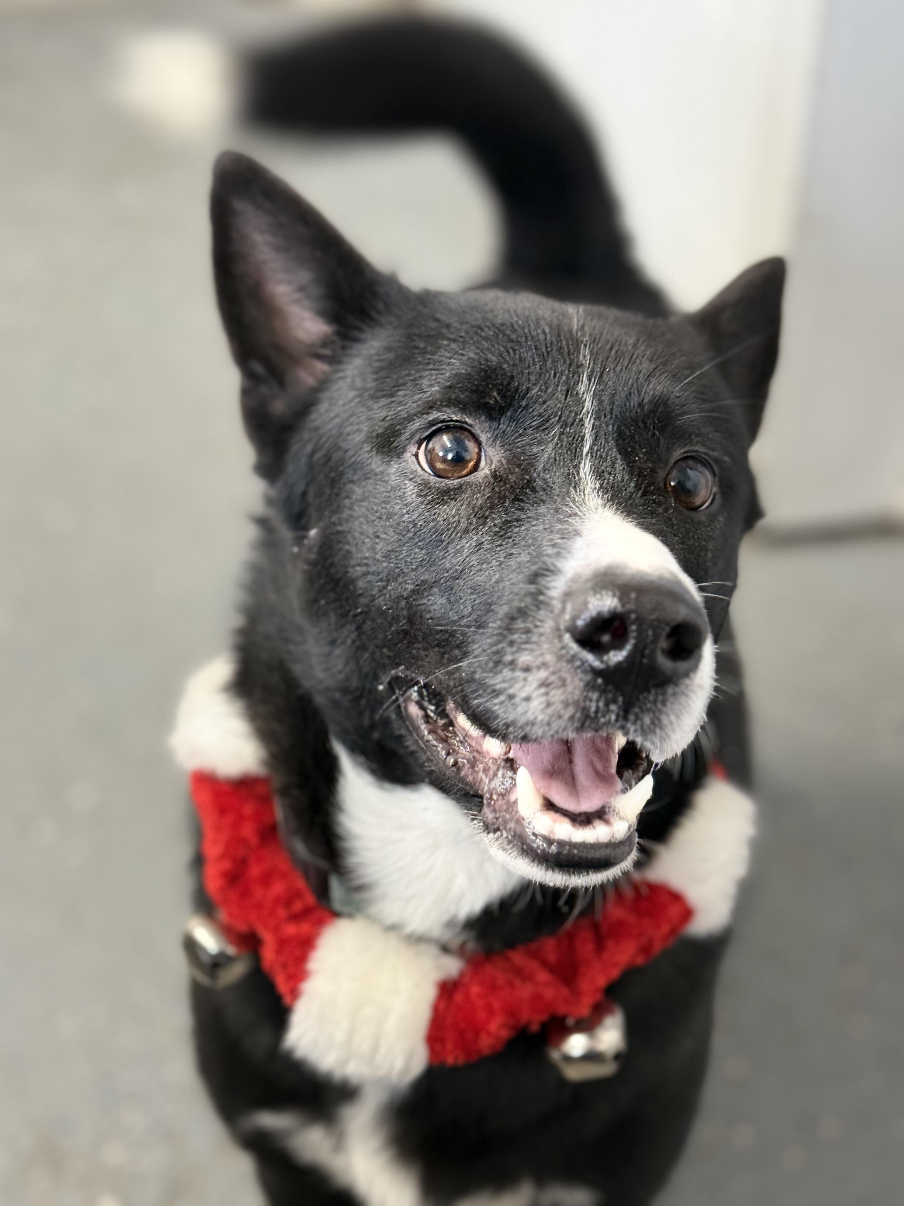 Enlarge Salem, a Adoptable mixed breed in Lewisburg, TN image 5/5