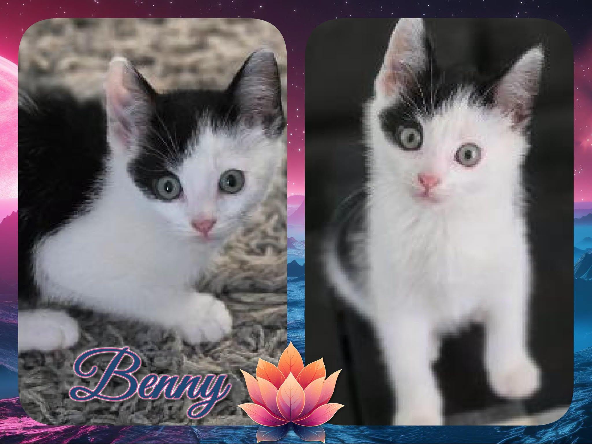 Benny, ADOPTABLE, Kitten Male Domestic Short Hair.