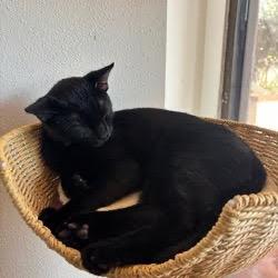 Enlarge Harry, a Adoptable Domestic Short Hair in Tustin, CA image 1/1