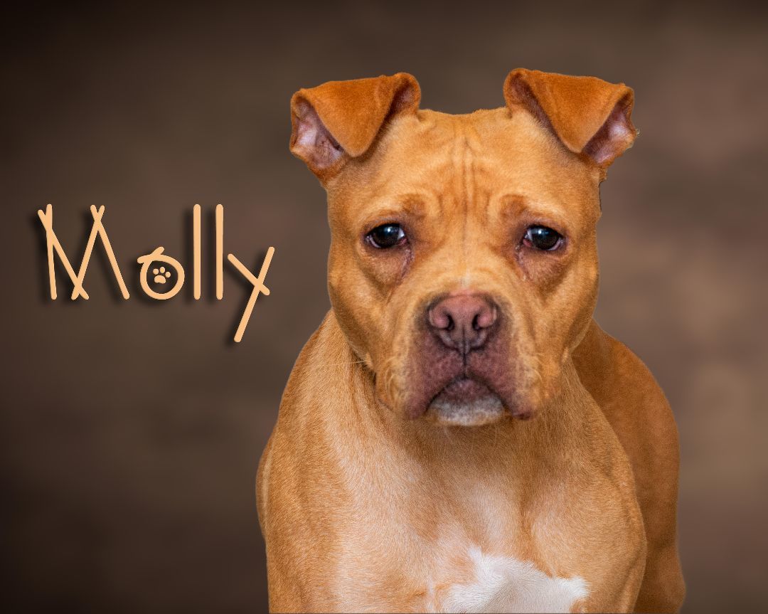 Enlarge Molly, a Adoptable Pit Bull Terrier in Somerset, PA image 1/1