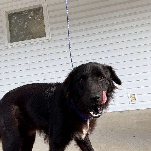 Koda, Adoptable, Puppy Male Flat-Coated Retriever & Black Labrador Retriever.