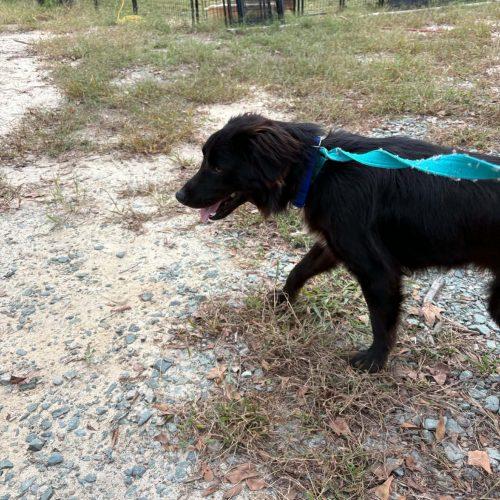 Enlarge Koda, a Adoptable mixed breed in Sanford, NC image 2/6