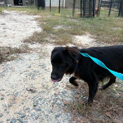 Enlarge Koda, a Adoptable mixed breed in Sanford, NC image 3/6
