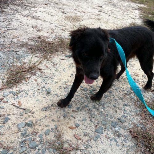 Enlarge Koda, a Adoptable mixed breed in Sanford, NC image 4/6