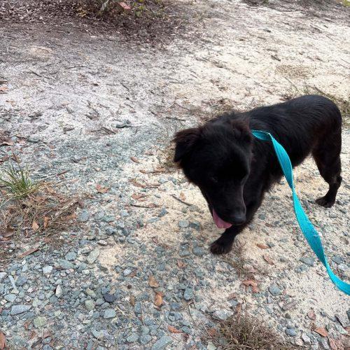 Enlarge Koda, a Adoptable mixed breed in Sanford, NC image 5/6