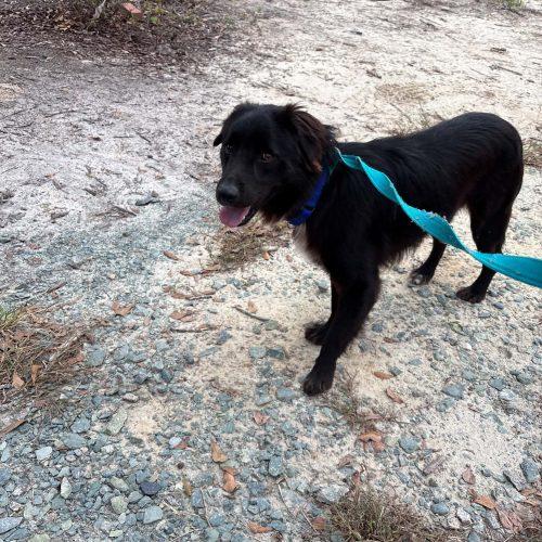 Enlarge Koda, a Adoptable mixed breed in Sanford, NC image 6/6