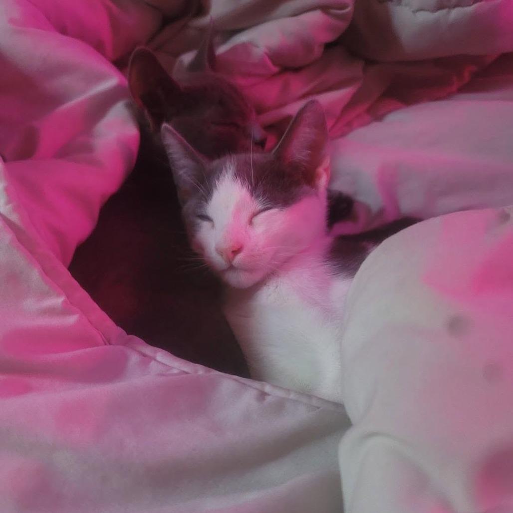 Enlarge Zack, a Adoptable Domestic Short Hair in Long Beach, CA image 2/5