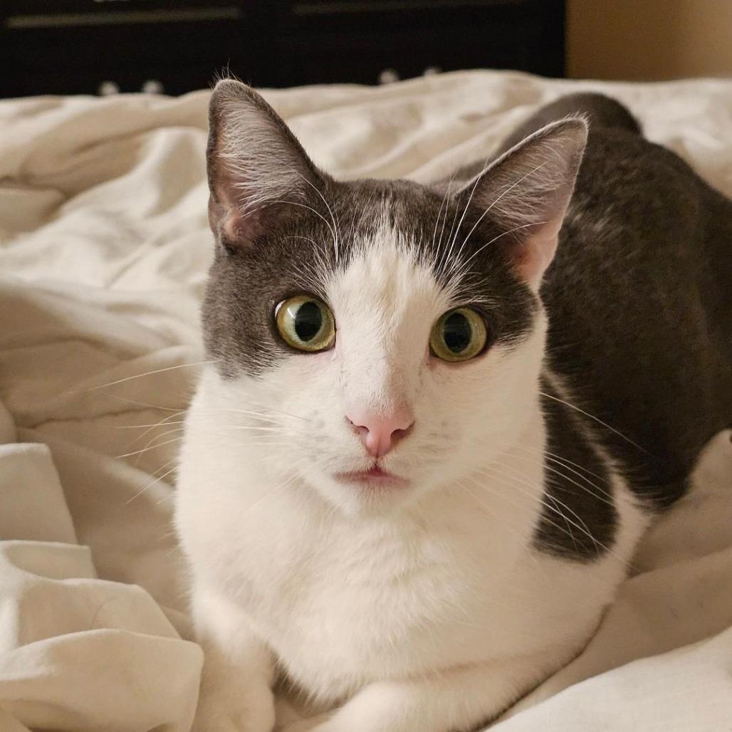 Enlarge Zack, a Adoptable Domestic Short Hair in Long Beach, CA image 3/5