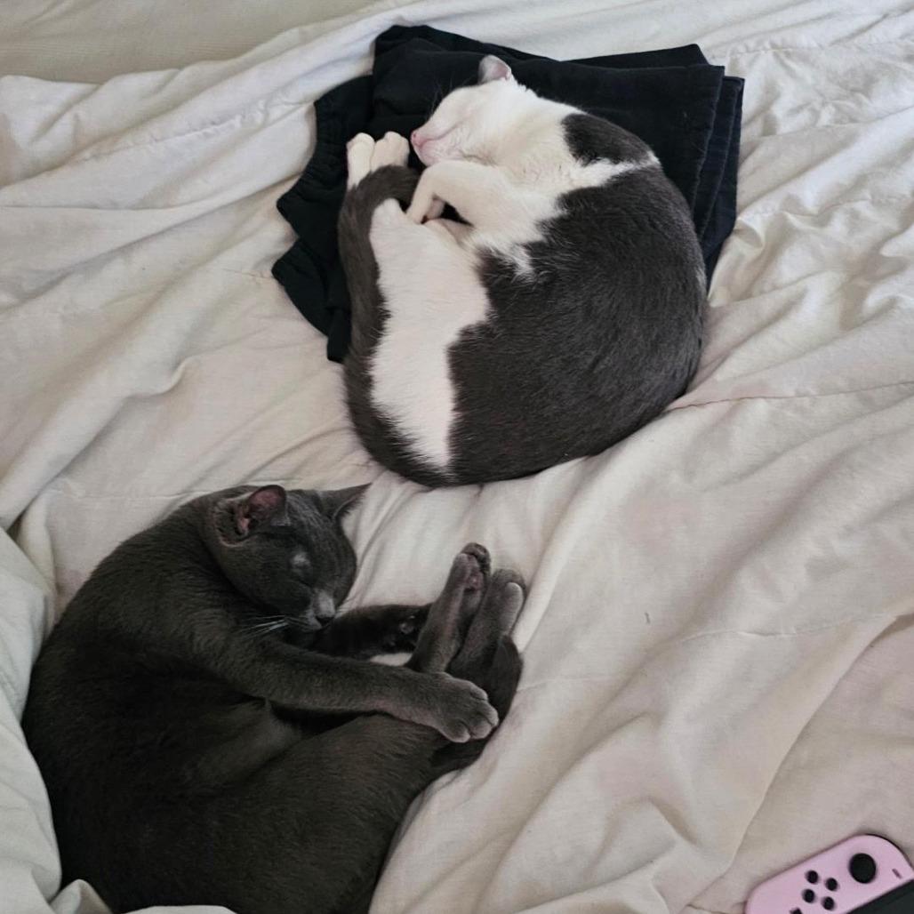 Enlarge Zack, a Adoptable Domestic Short Hair in Long Beach, CA image 5/5