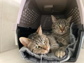 Piper, a Adoptable Domestic Short Hair in Midway City, CA image 1/3