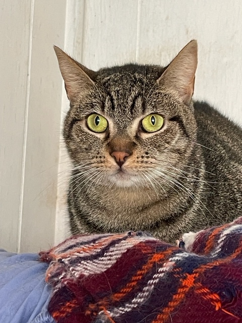 Piper, a Adoptable Domestic Short Hair in Midway City, CA image 2/3