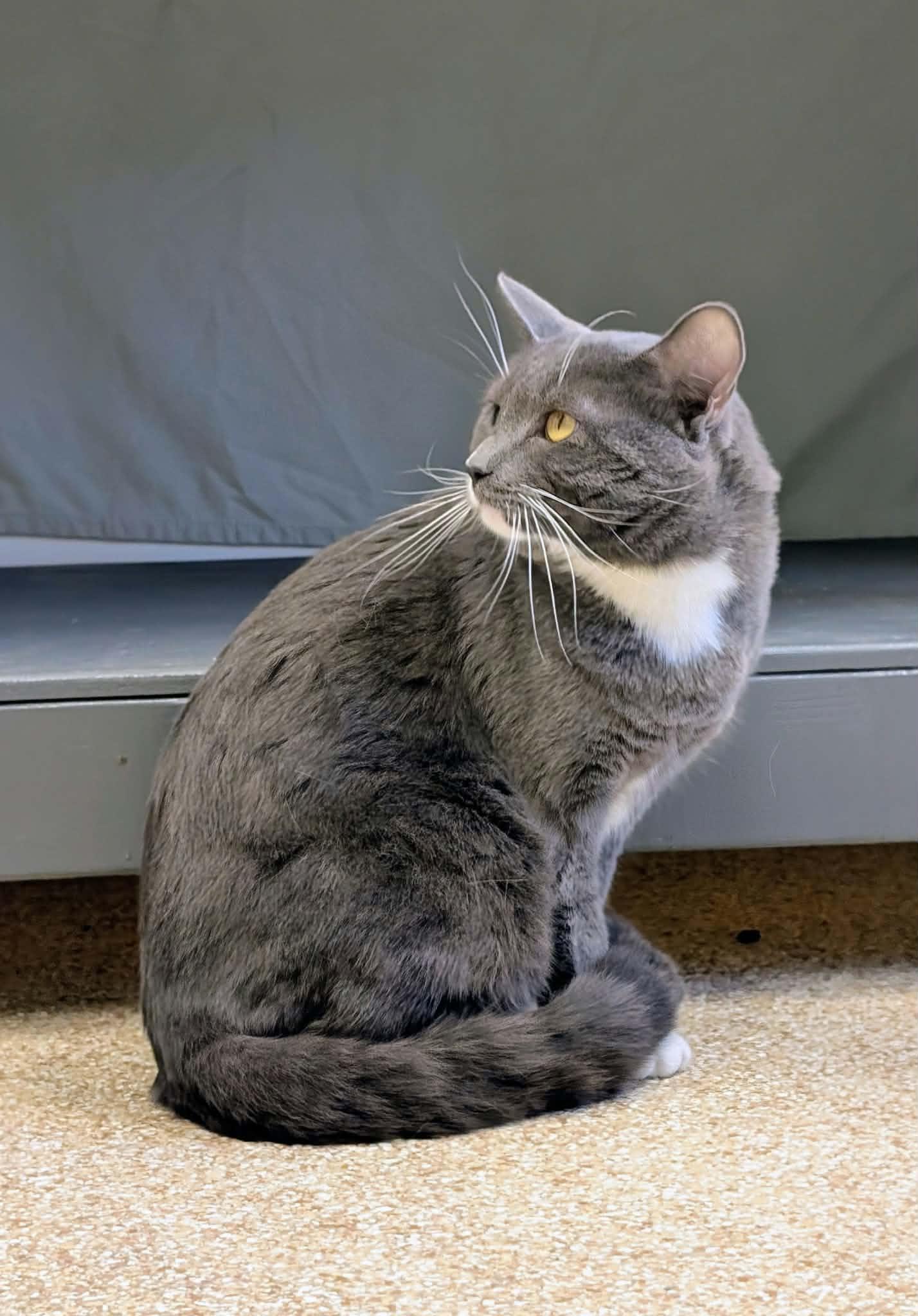 Enlarge Brice, a Adoptable mixed breed in Waupun, WI image 5/5