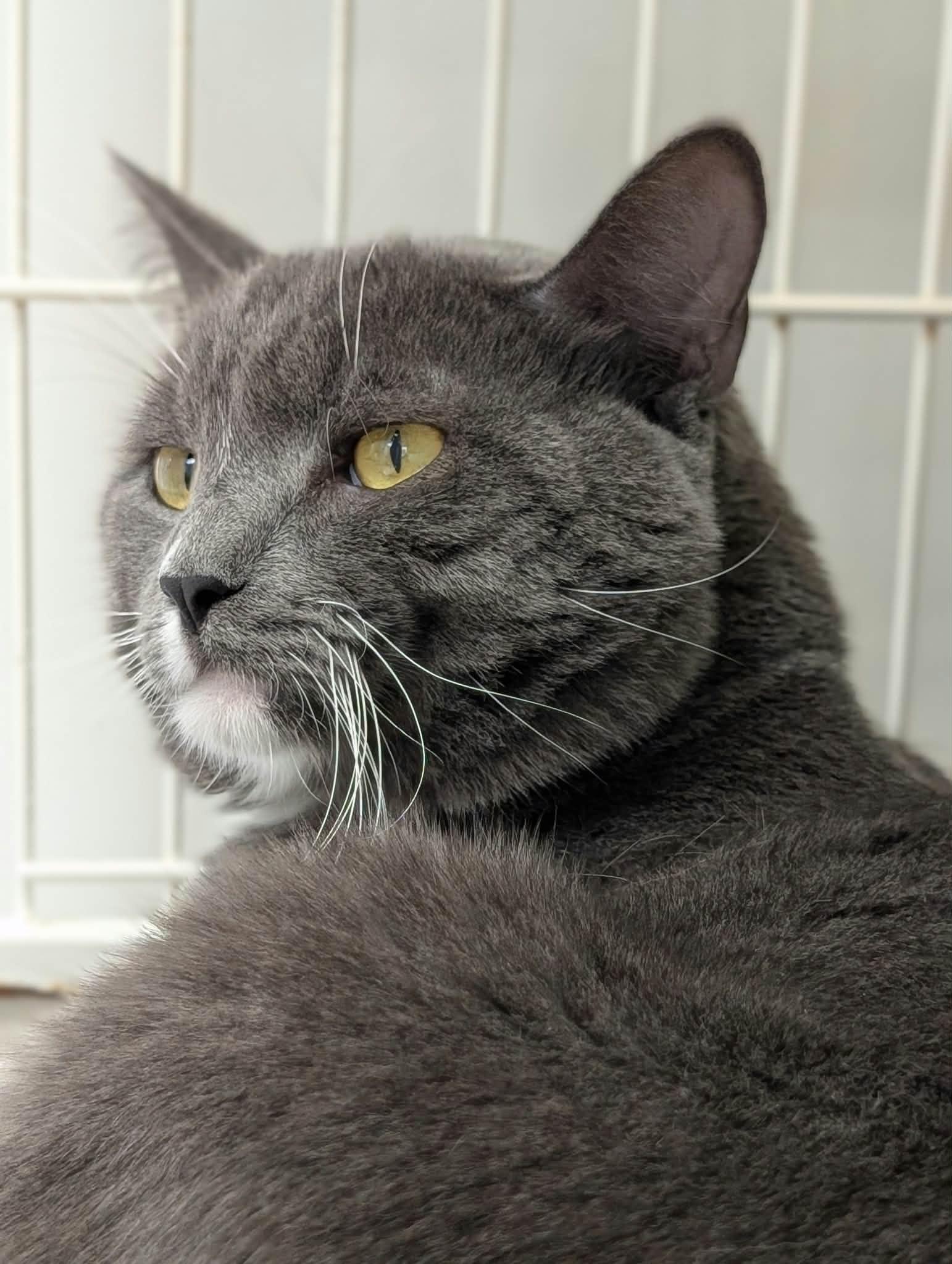 Enlarge Brice, a Adoptable mixed breed in Waupun, WI image 4/5