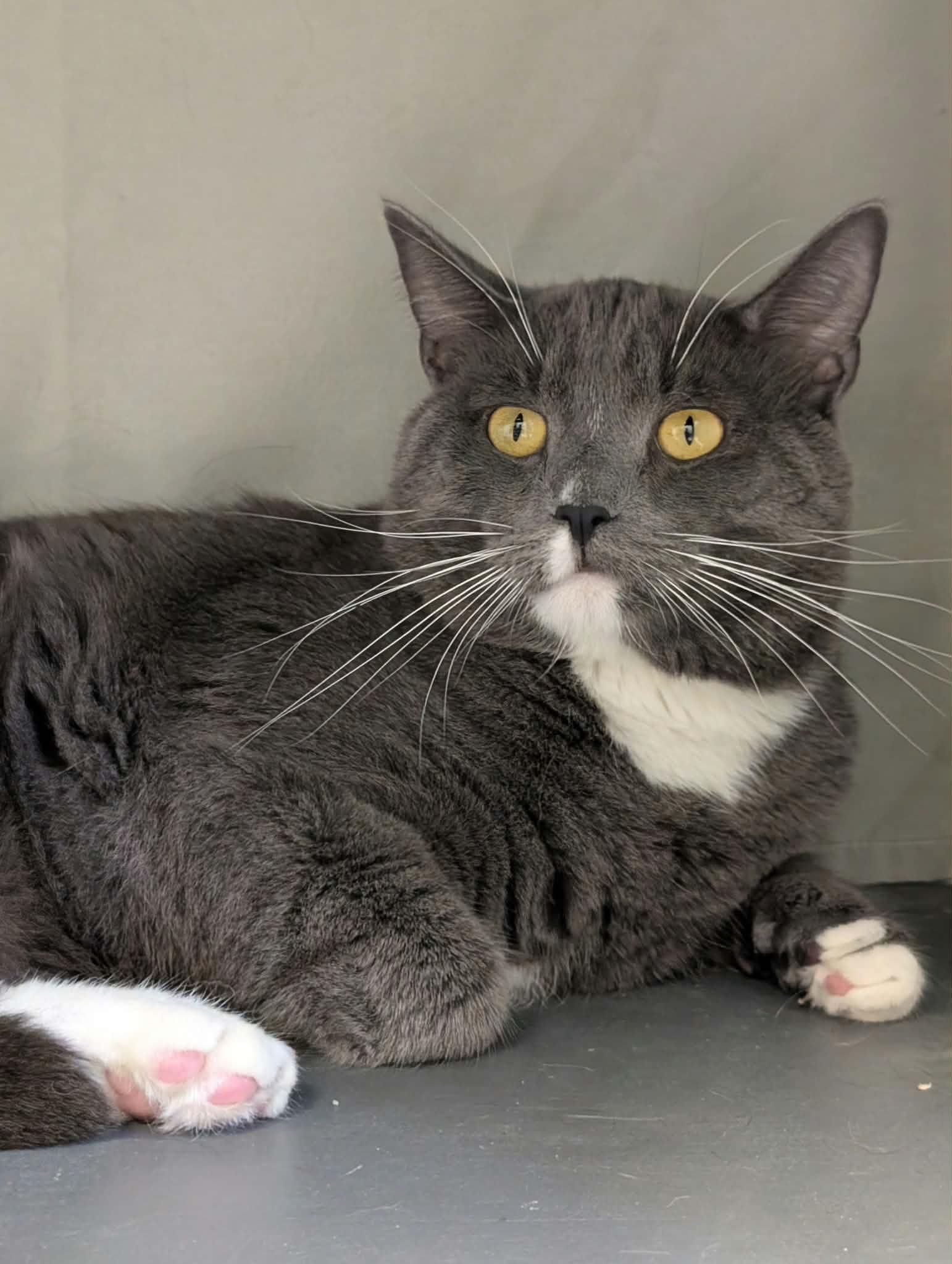Brice, Adoptable, Adult Male Domestic Short Hair.