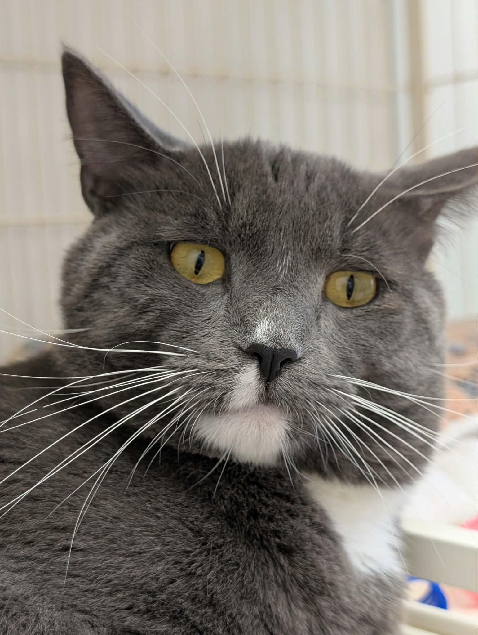 Enlarge Brice, a Adoptable mixed breed in Waupun, WI image 2/5