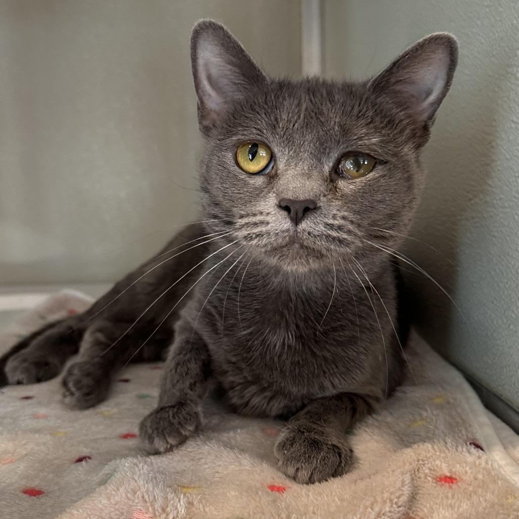 Momma (Jaig Eyes), Adoptable, Adult Female Domestic Short Hair.