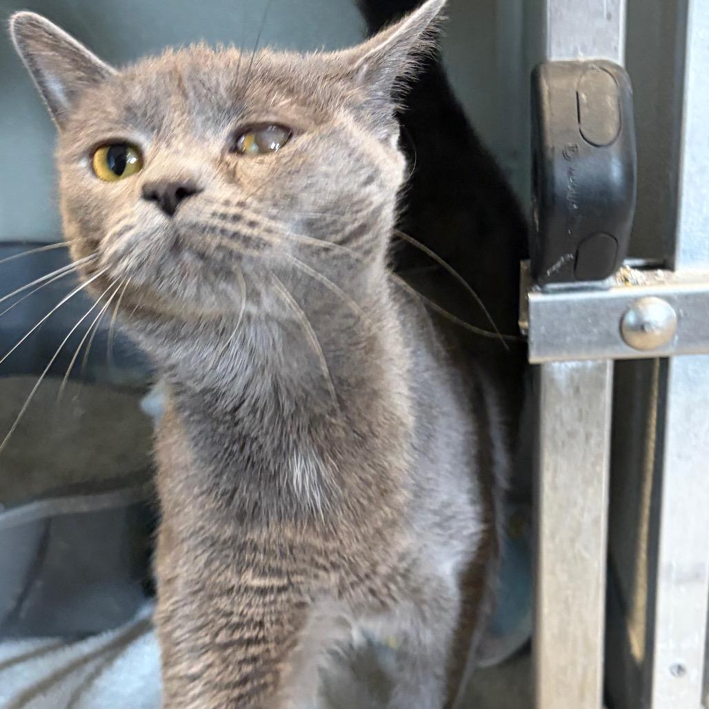 Momma (Jaig Eyes), Adoptable, Adult Female Domestic Short Hair.