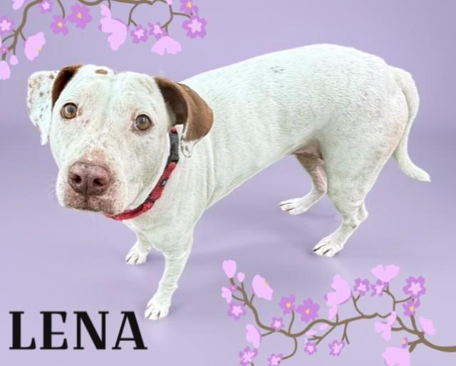 LENA, Adoptable, Adult Female Pointer & Mixed Breed.