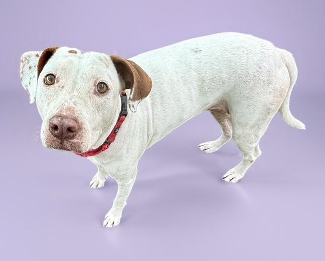 LENA, Adoptable, Adult Female Pointer & Mixed Breed.
