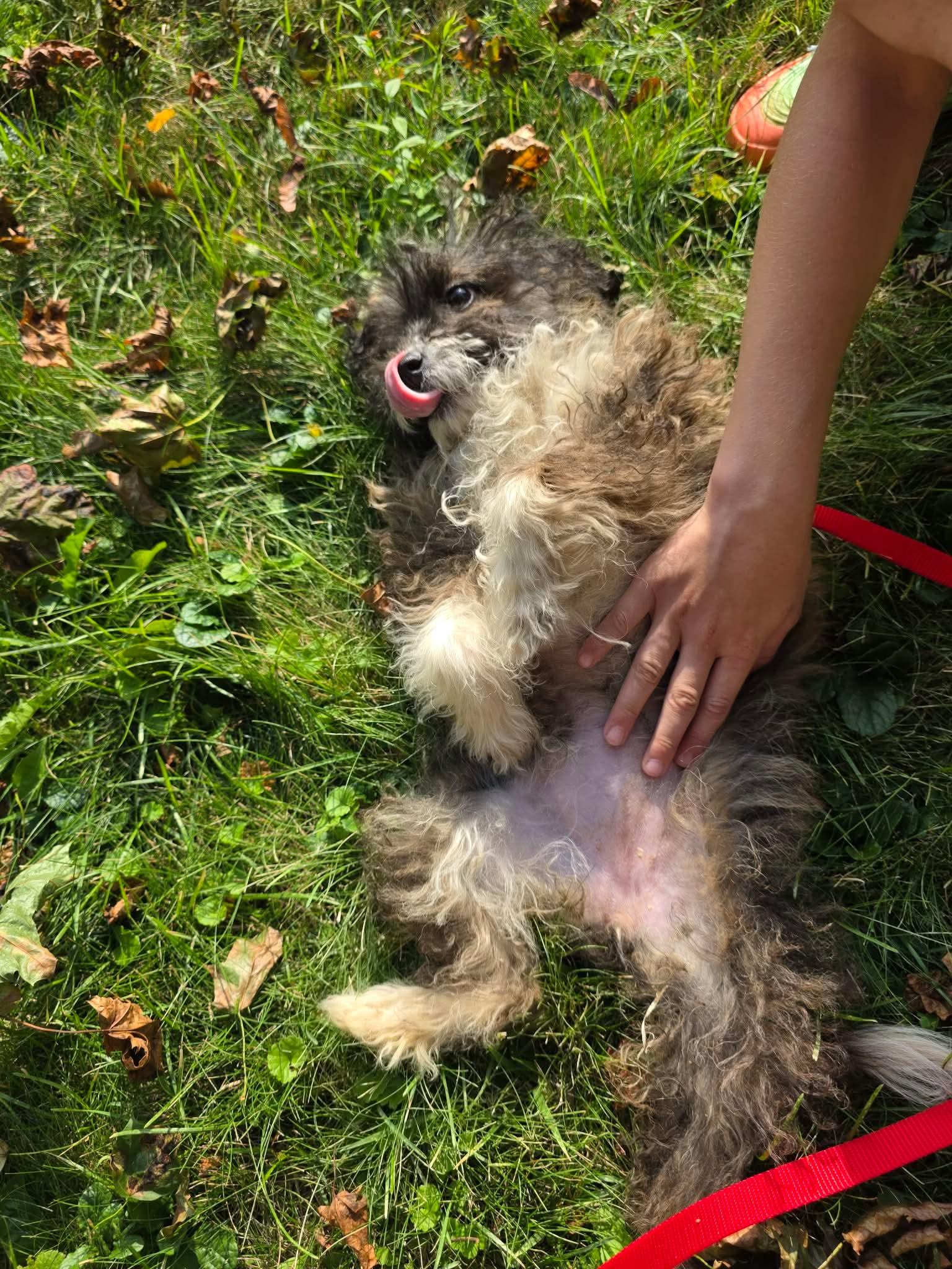 Enlarge Wiggles, a ADOPTABLE mixed breed in Kennebunk , ME image 4/4