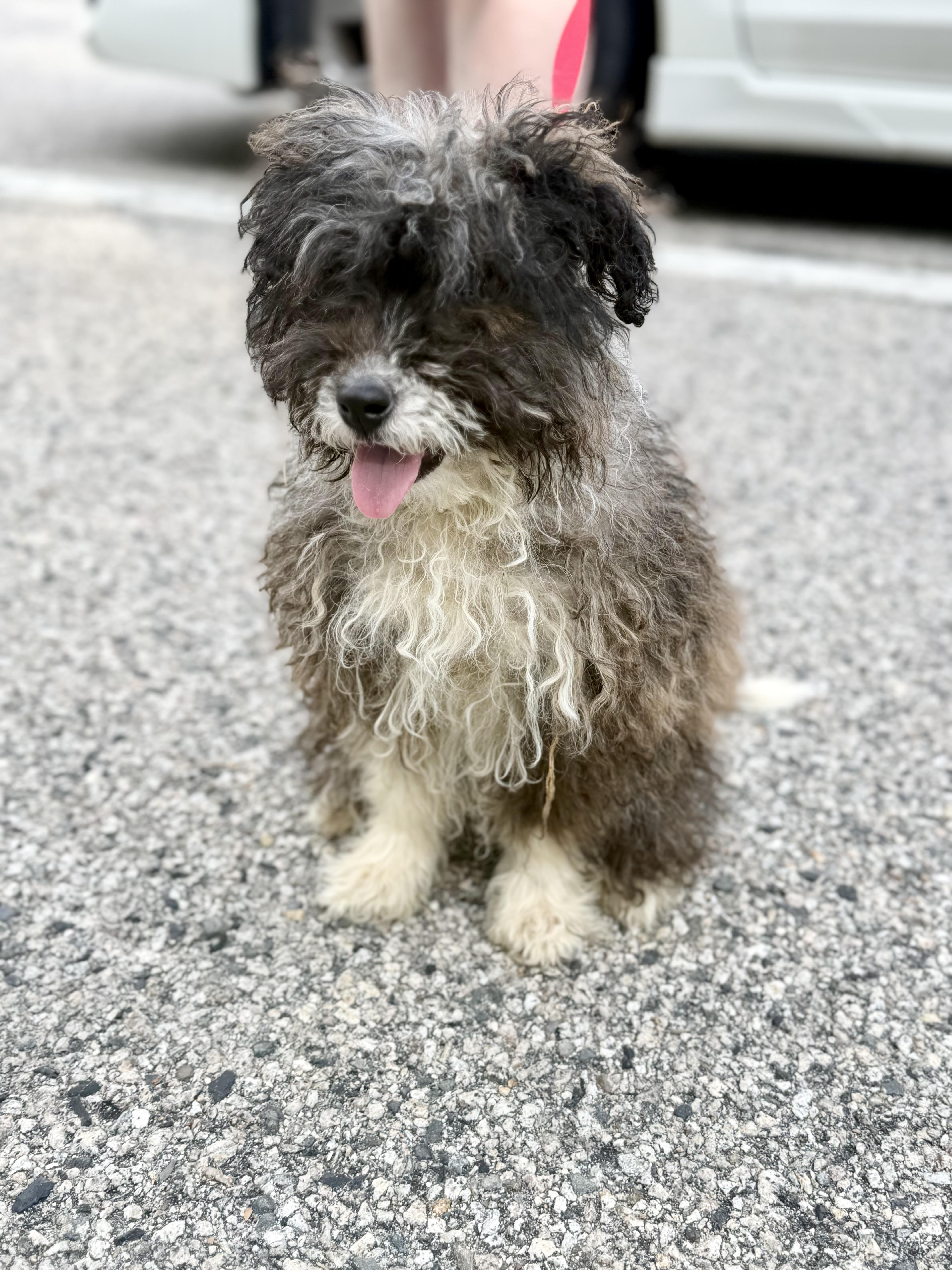 Wiggles, ADOPTABLE, Puppy Female Poodle (Toy).