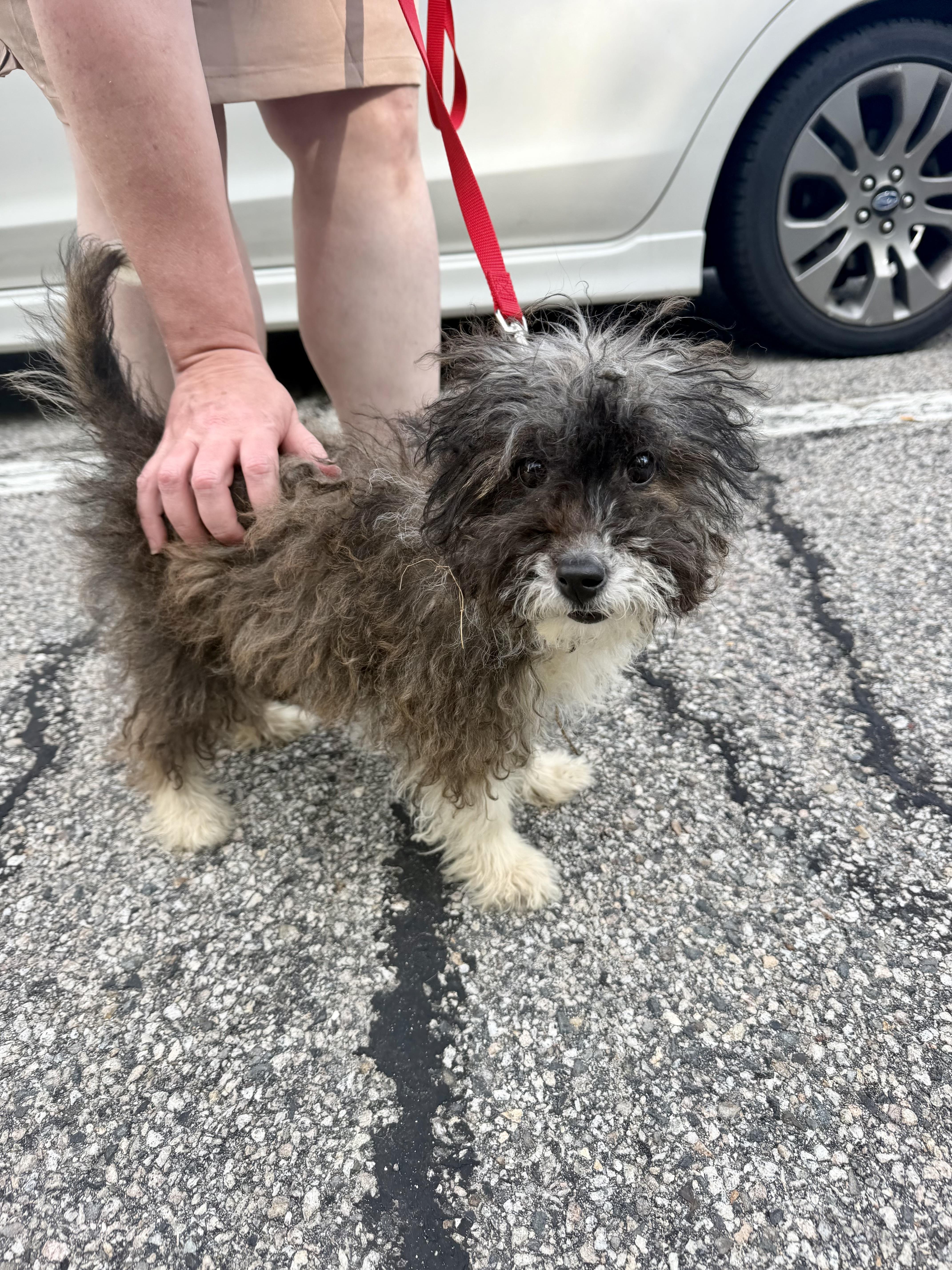 Enlarge Wiggles, a ADOPTABLE mixed breed in Kennebunk , ME image 2/4
