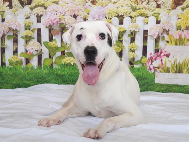 SHY, Adoptable, Young Female Pit Bull Terrier & Mixed Breed.