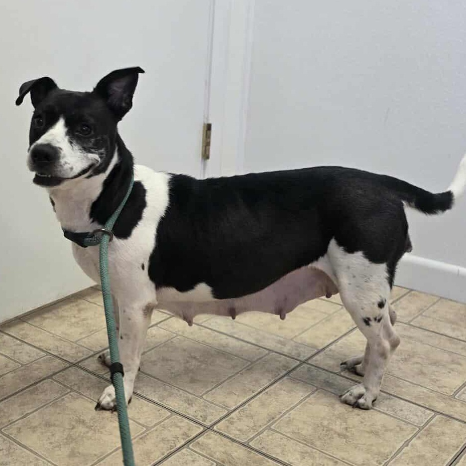 Porsche, an adoptable Basset Hound in Sagle, ID, 83860 | Photo Image 4