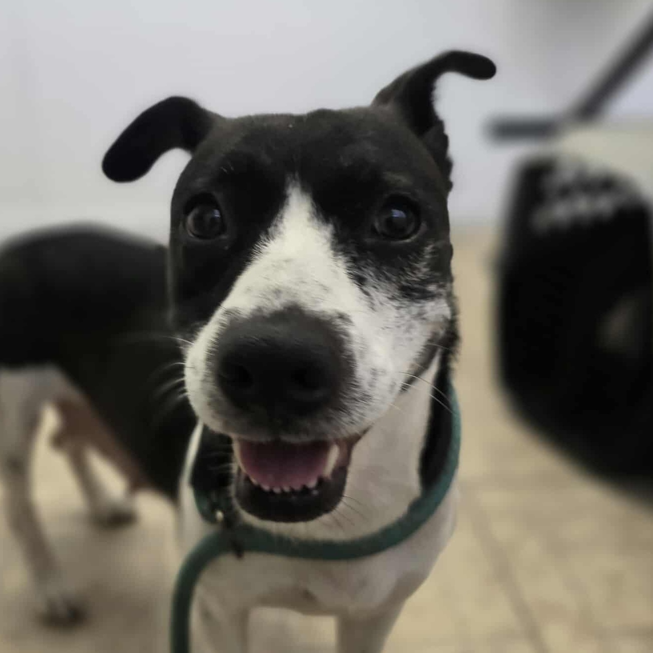 Porsche, an adoptable Basset Hound in Sagle, ID, 83860 | Photo Image 3