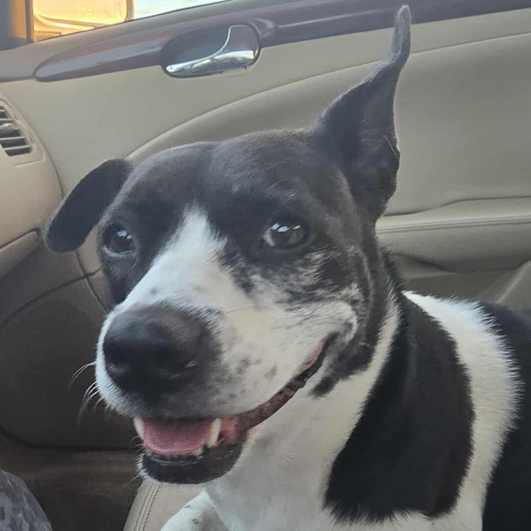 Porsche, an adoptable Basset Hound in Sagle, ID, 83860 | Photo Image 2