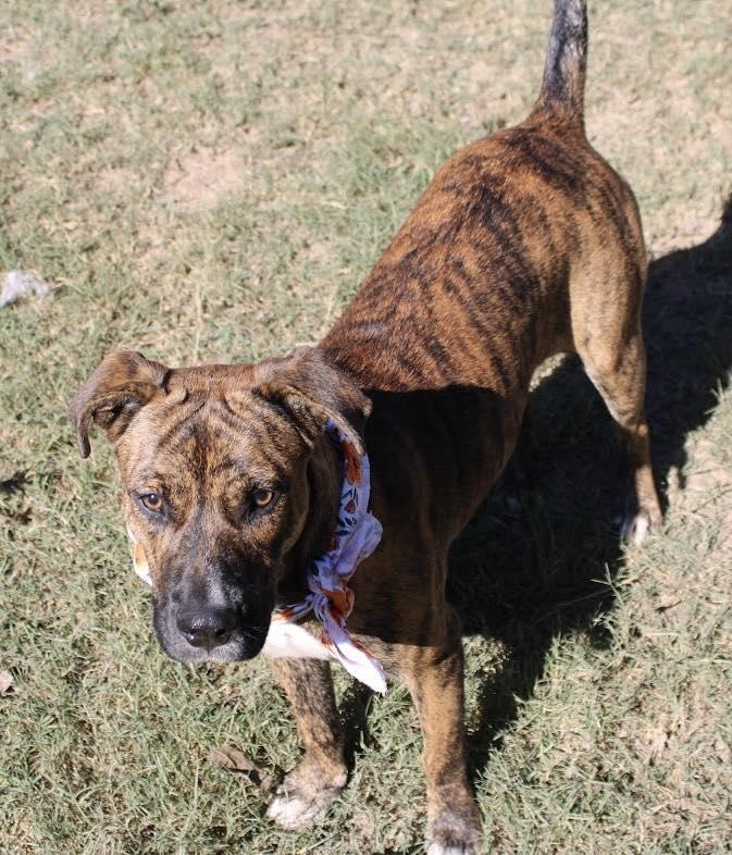 Lisa, a Adoptable mixed breed in Calera, AL image 6/6