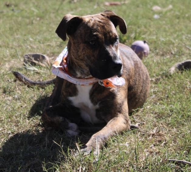 Lisa, a Adoptable mixed breed in Calera, AL image 5/6