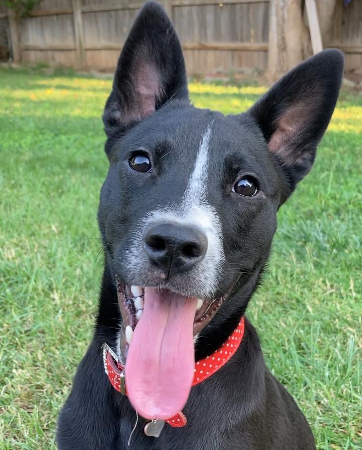 Stitch, an adoptable McNab, Terrier in Red Bluff, CA, 96080 | Photo Image 1