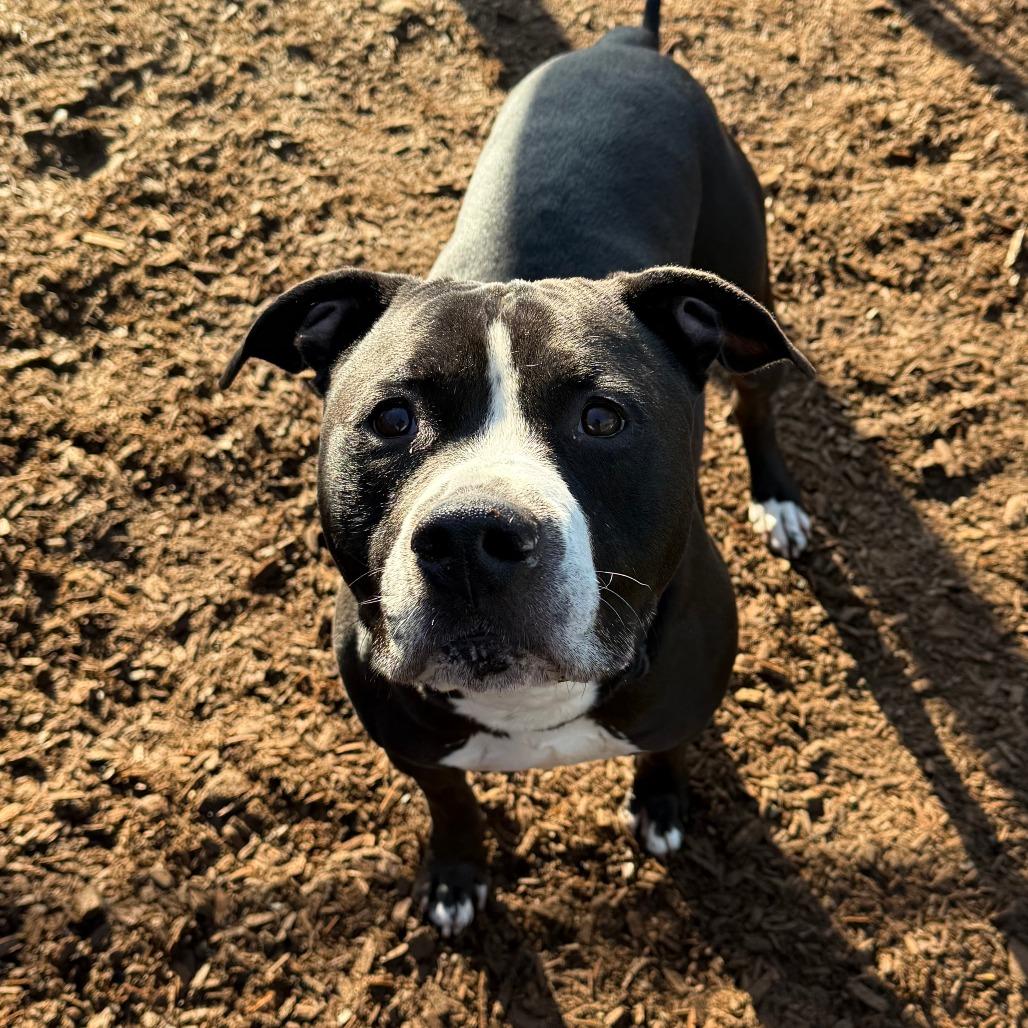Enlarge Flop, a Adoptable Pit Bull Terrier in Tacoma, WA image 2/3